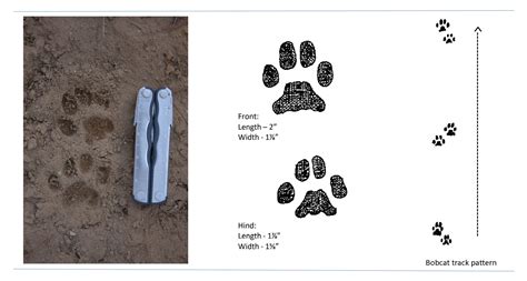 how to identify bobcat tracks